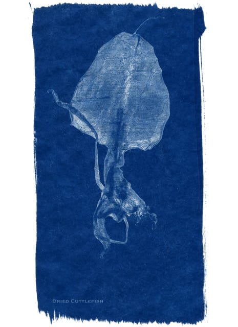 botanical-cyanotypes-natures-sunprints 4