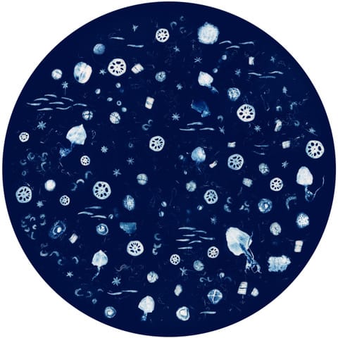 botanical-cyanotypes-natures-sunprints