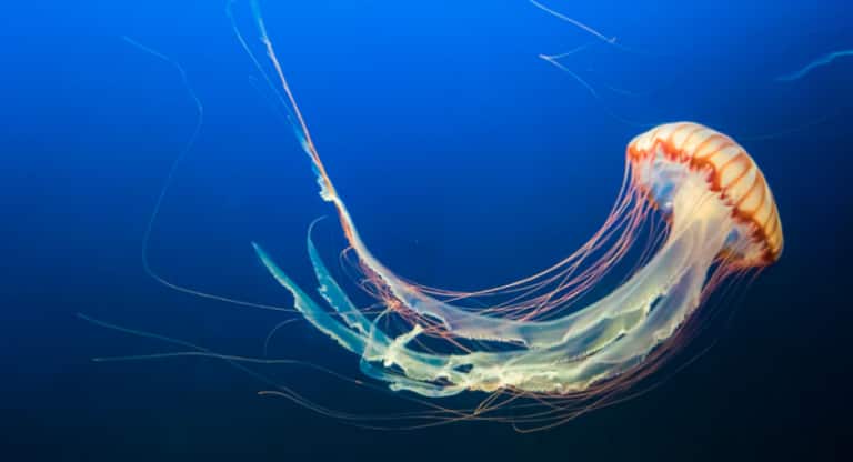 Jellyfish-768x416