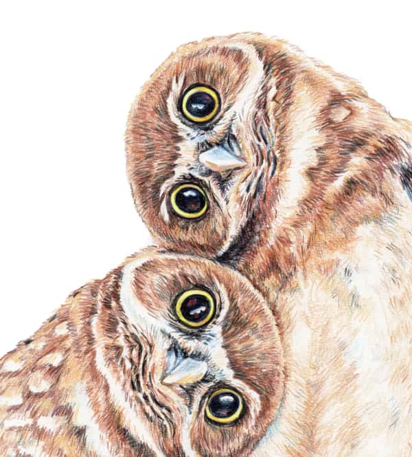Coloured Pencil Artistry